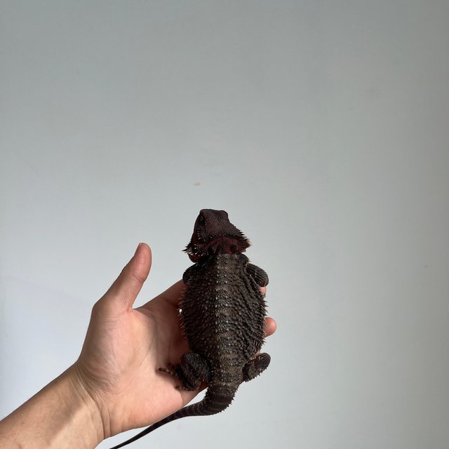 Dark Red