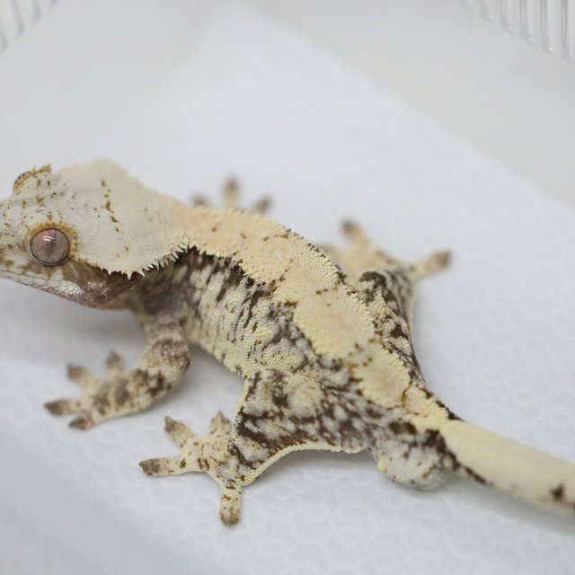 드리피 화이트스팟