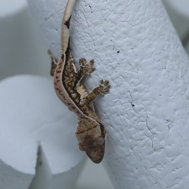 Tri