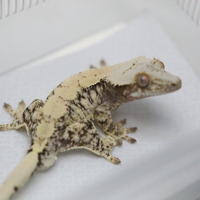 드리피 화이트스팟