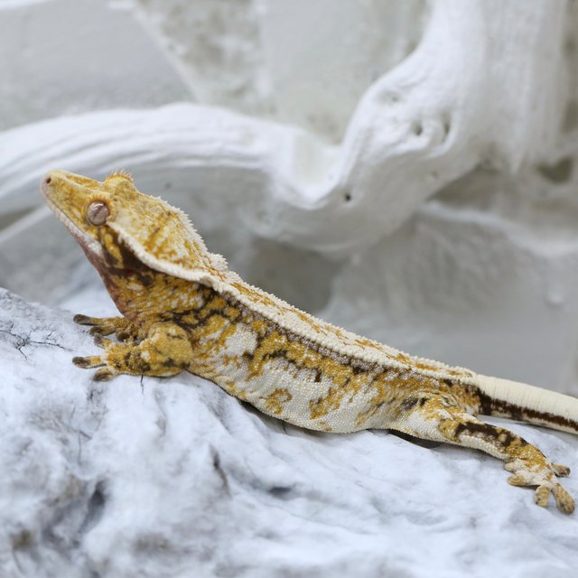 Tri