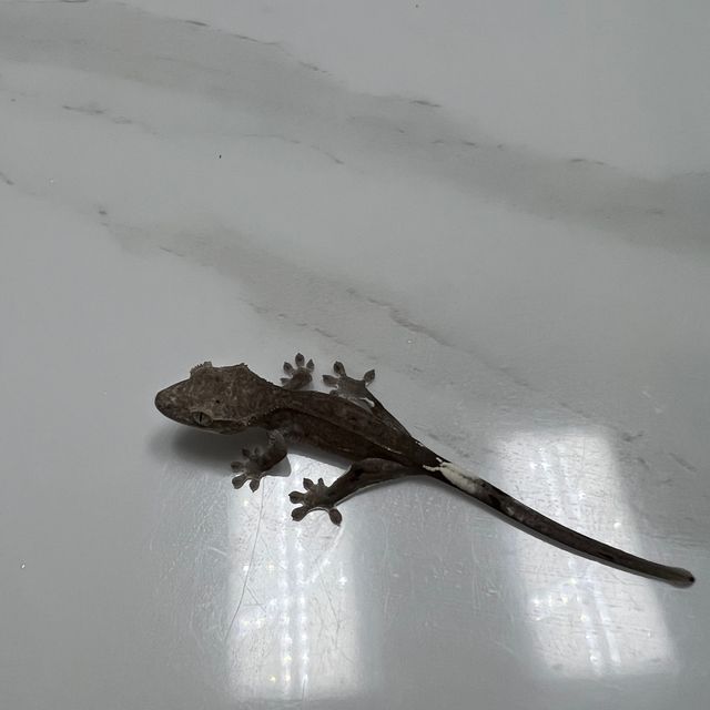 아잔틱 패턴리스