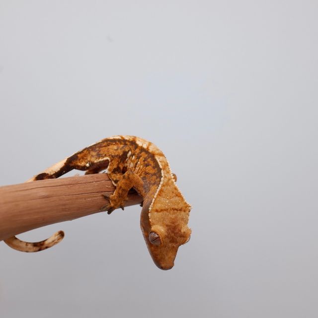 트라이 익스트림할리퀸 텐저린 바브