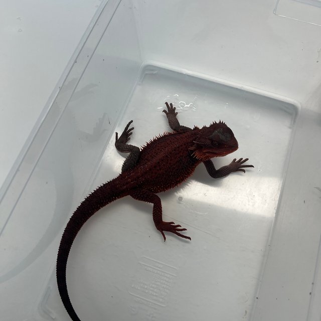 Dark Red