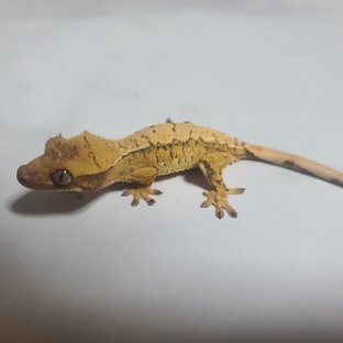 트라이