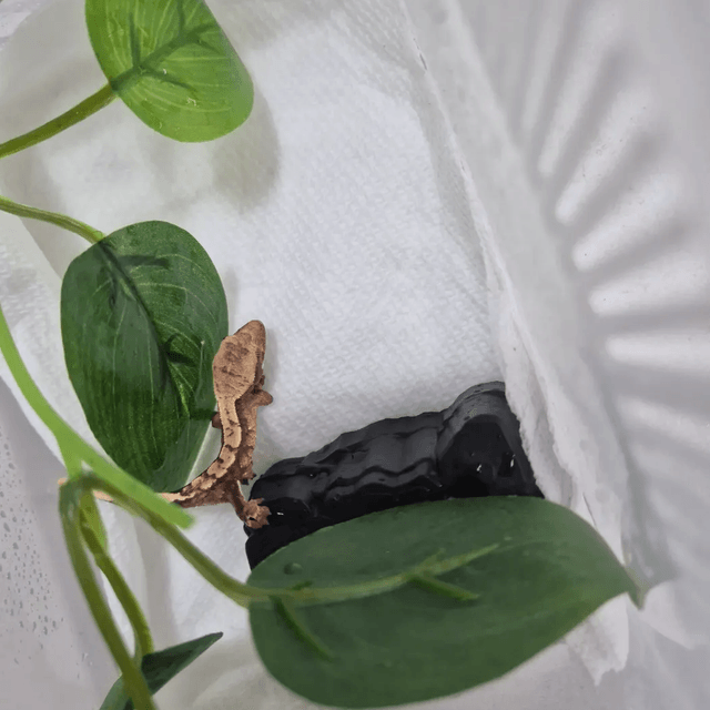 노멀 화이트크라운