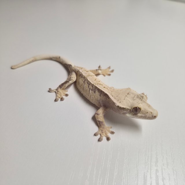 노멀 화이트핀 화이트스팟 화이트