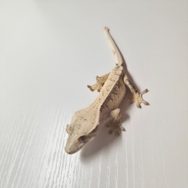 노멀 화이트핀 화이트스팟 화이트