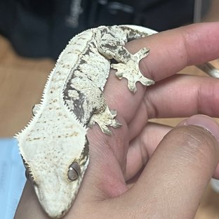 노멀 익스트림할리퀸 드리피 화이트스팟 블랙 화이트