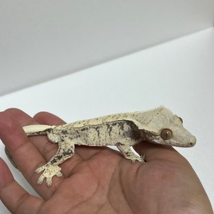 노멀 드리피 화이트스팟 블랙 화이트