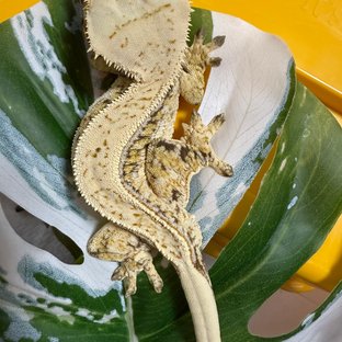 노멀 쿼드 풀핀 드리피 화이트스팟