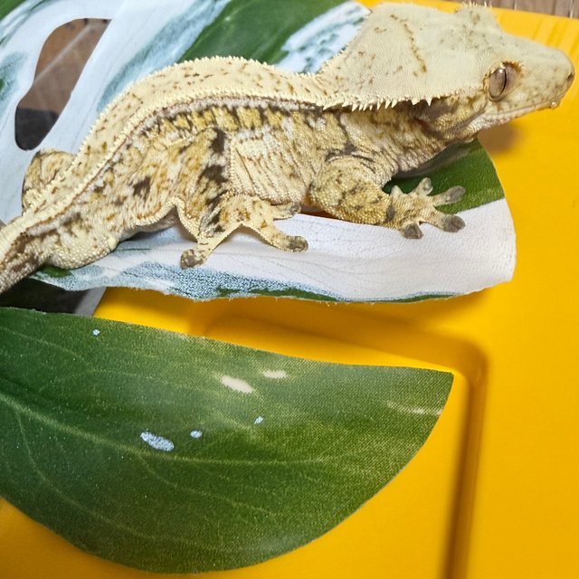 노멀 쿼드 풀핀 드리피 화이트스팟