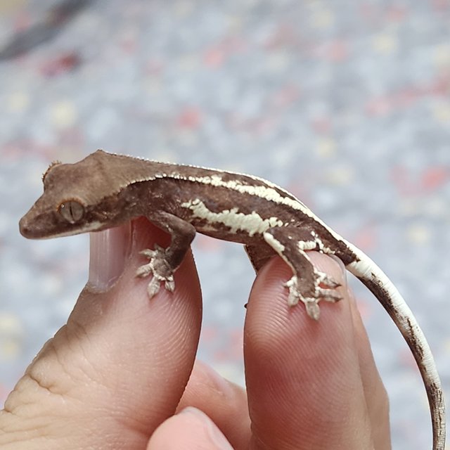 프라푸치노 팬텀 레드