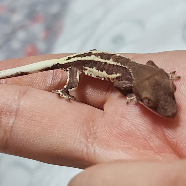 프라푸치노 팬텀 레드