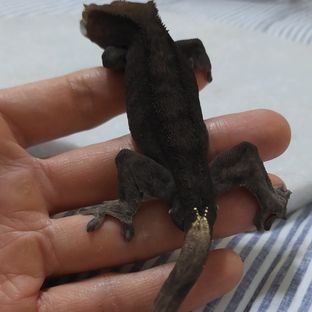 배트맨🦇