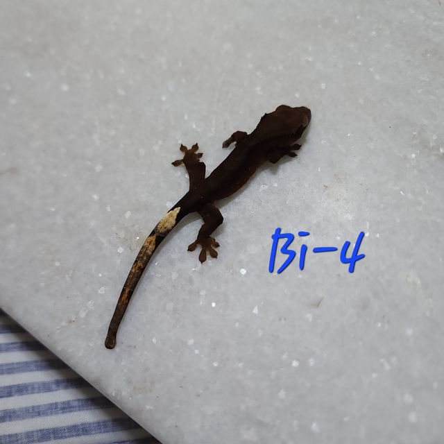 노멀 챠콜