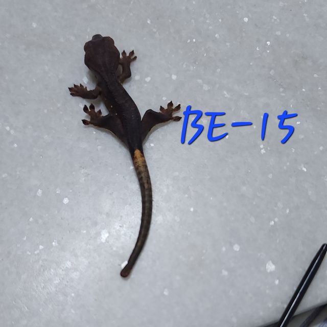 노멀 챠콜