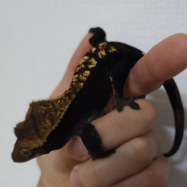 플레임 챠콜