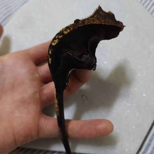플레임 챠콜