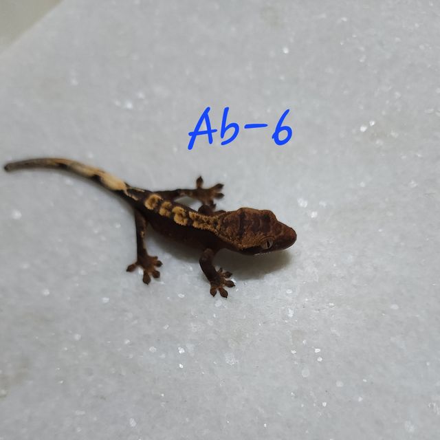 아잔틱 100%헷아잔틱 플레임 챠콜