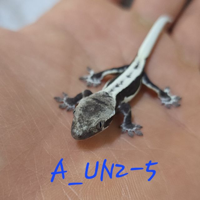 아잔틱 릴잔틱