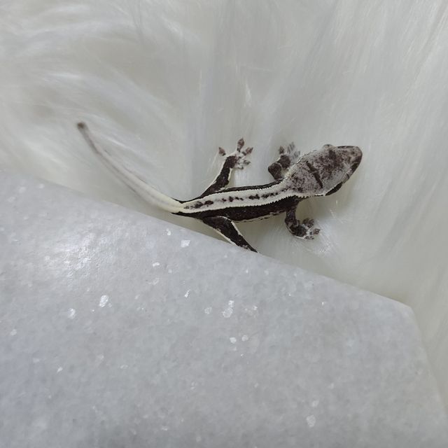 릴잔틱 아잔틱