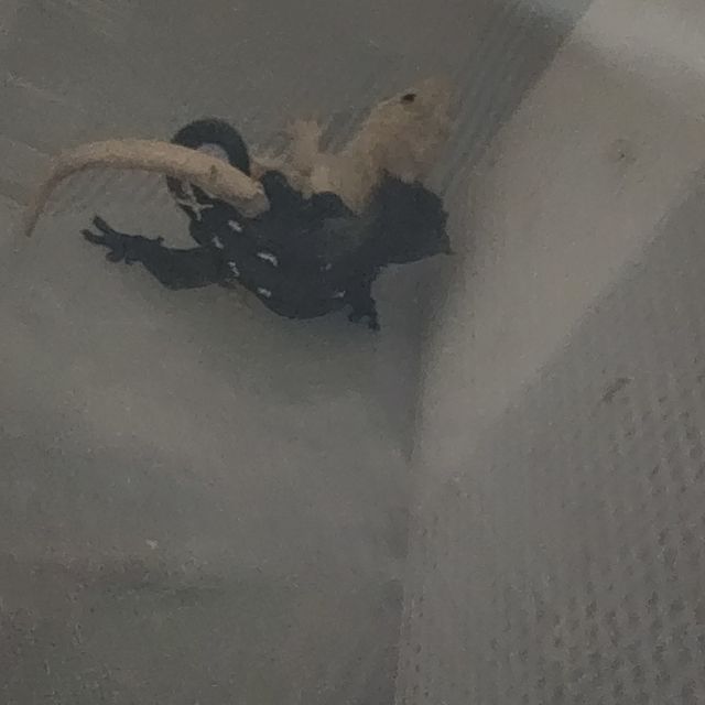 아잔틱 챠콜