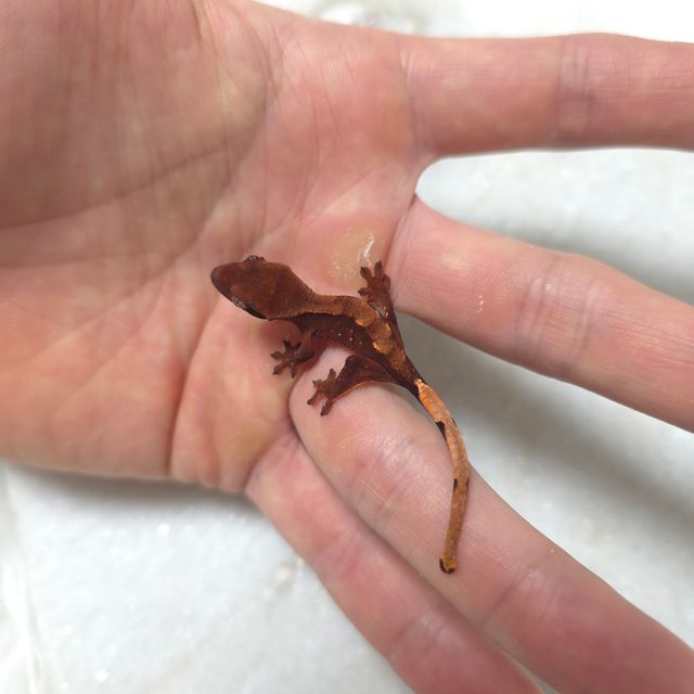 초초
