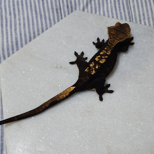 플레임 챠콜