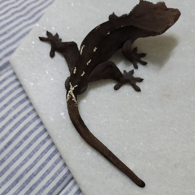 아잔틱 챠콜