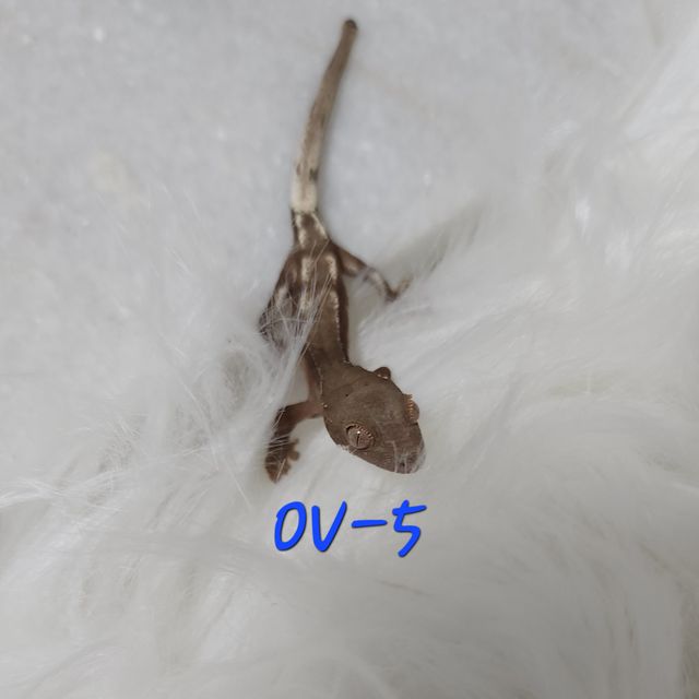릴리 세이블