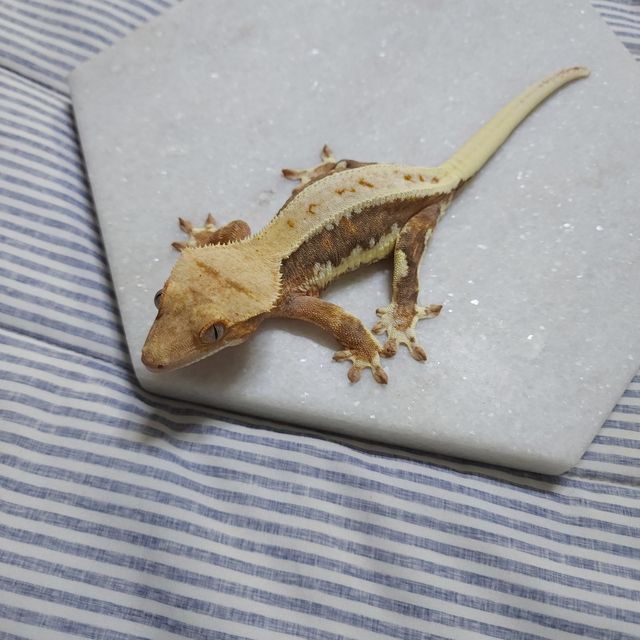 릴리화이트