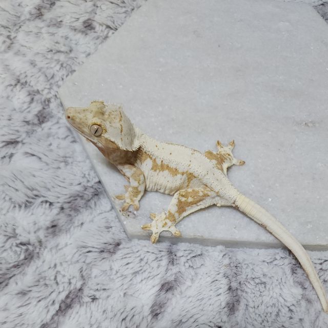 크림시클 화이트 옐로우 릴리화이트