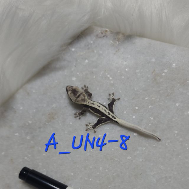 릴잔틱