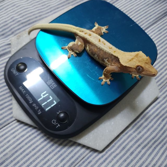 릴리화이트