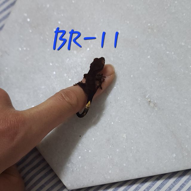 노멀 챠콜