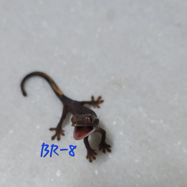 챠콜 다크