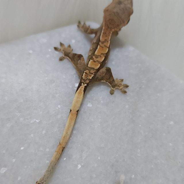 트라이 세이블