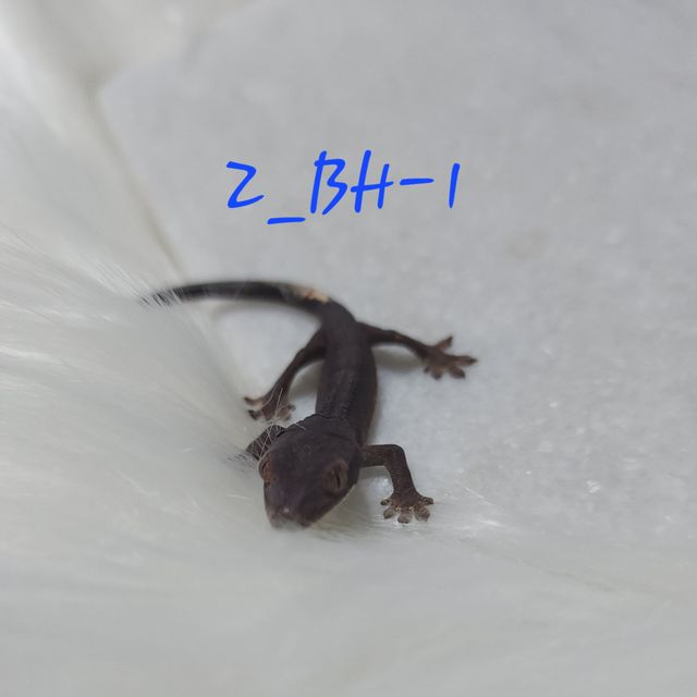 카푸치노 챠콜