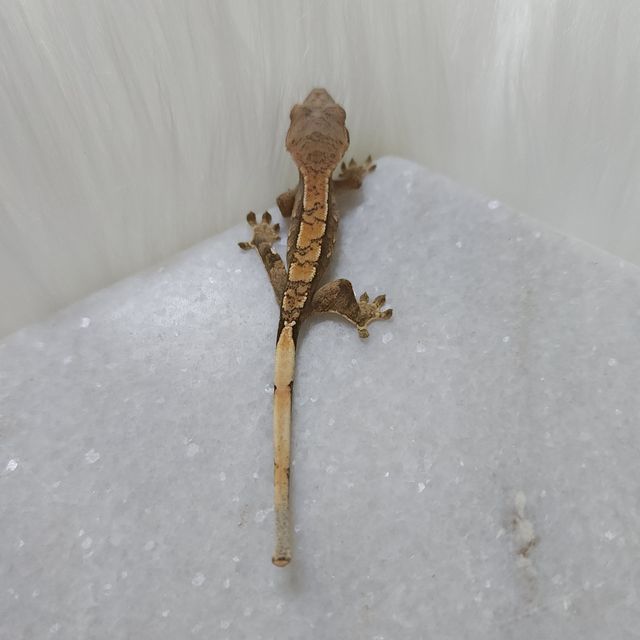 트라이 세이블