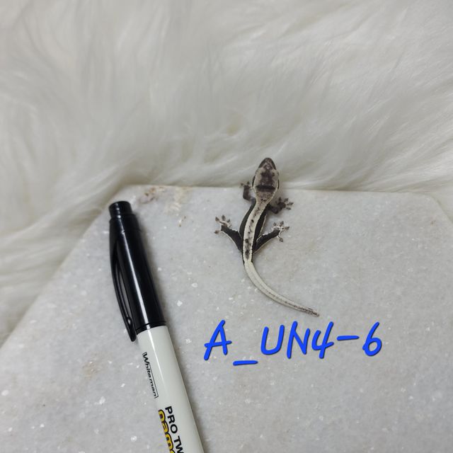 릴잔틱