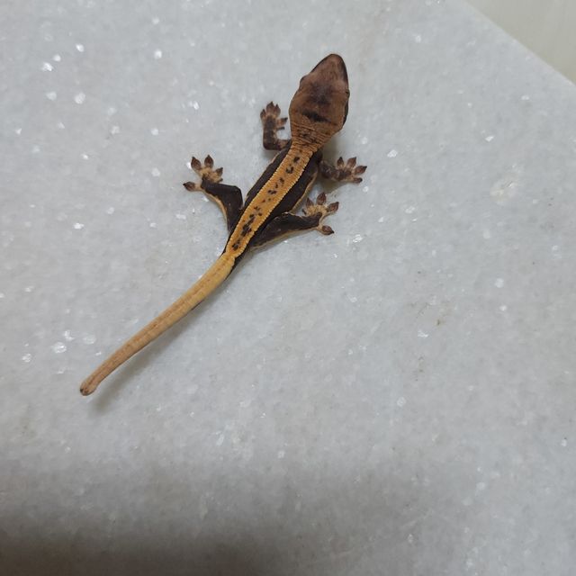 노멀