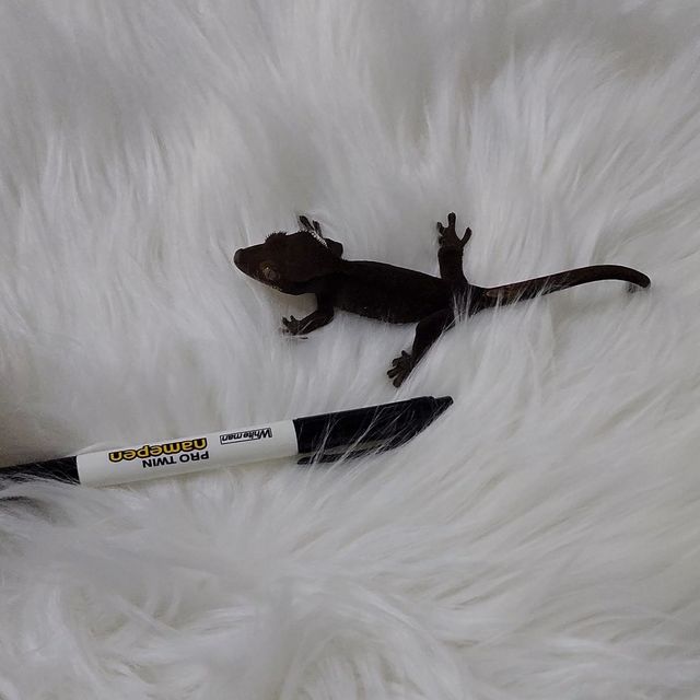 챠콜