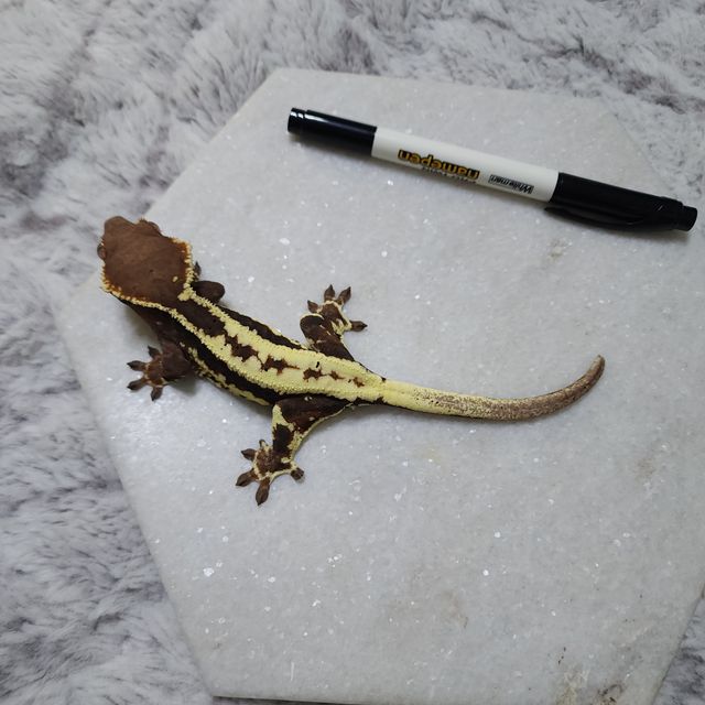 프라푸치노
