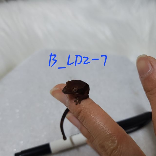 챠콜