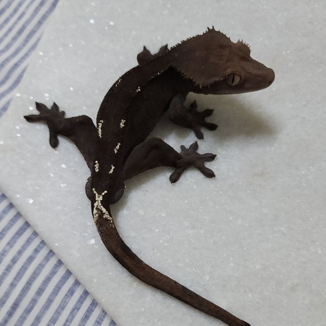 아잔틱