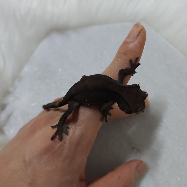 챠콜