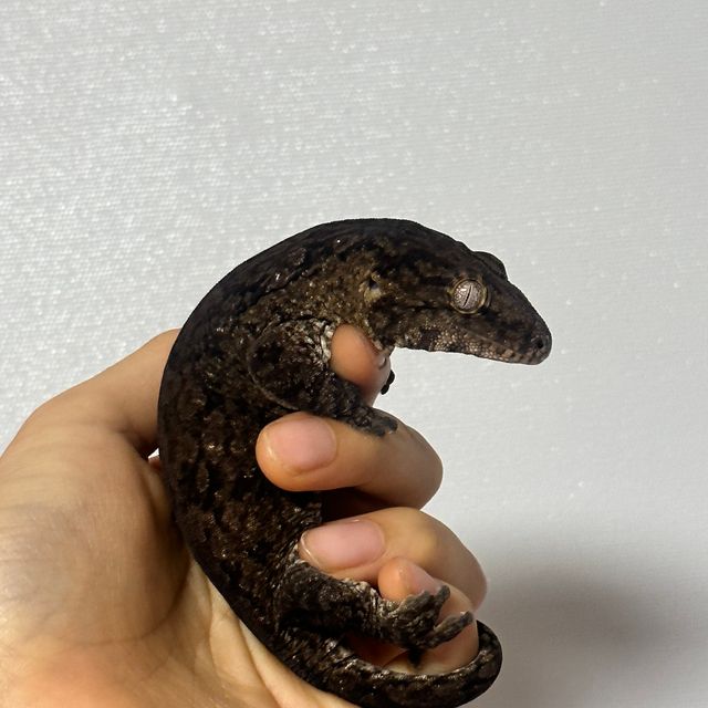 다크 코기스 트로거 GT