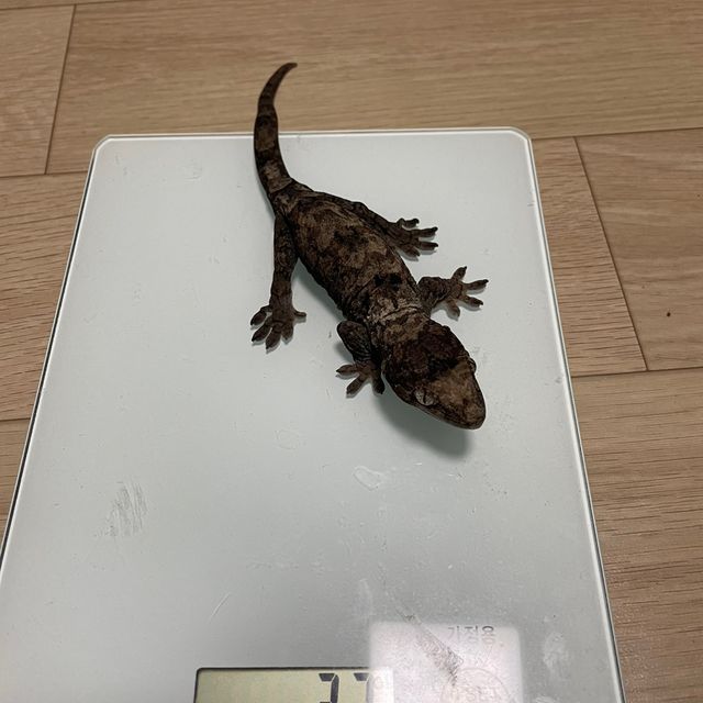 노멀