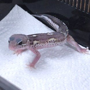 블랙나이트 알비노 이클립스